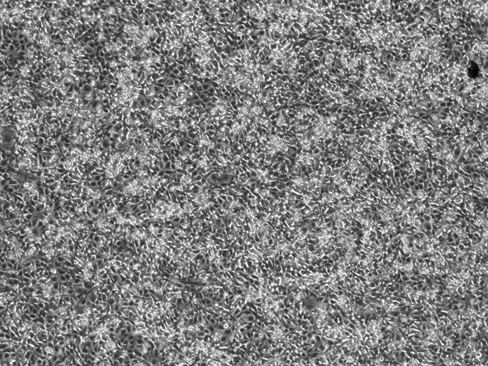 HSC-3 - Human Squamous Carcinoma cells - Viability 90-95 per cent